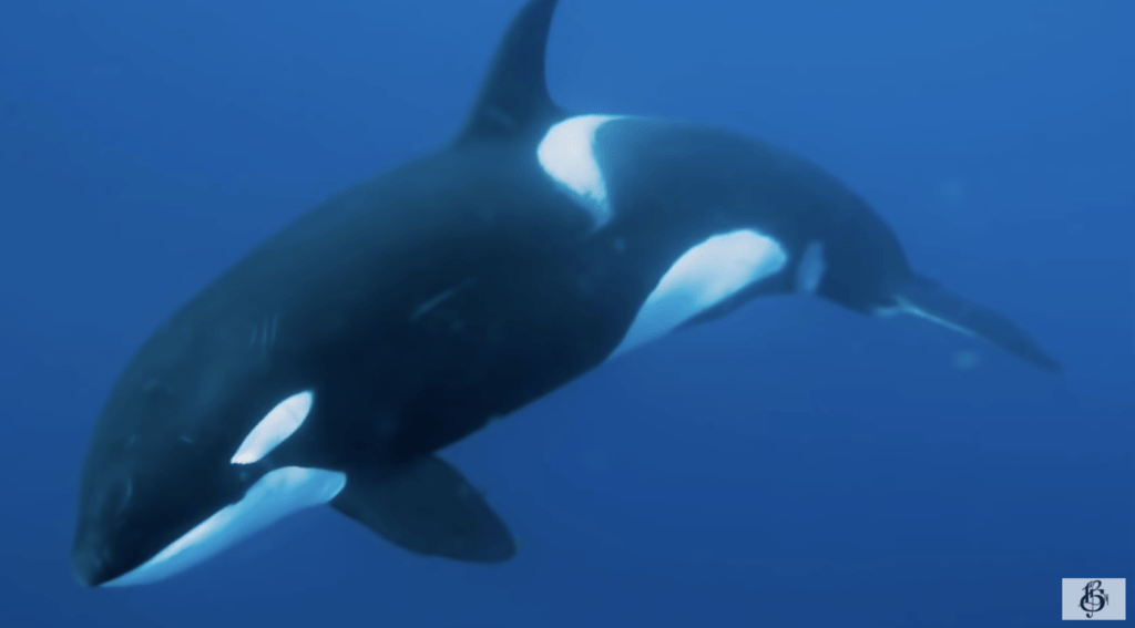 NEW FREESTYLE: LUPE FIASCO “WHALE WIT”