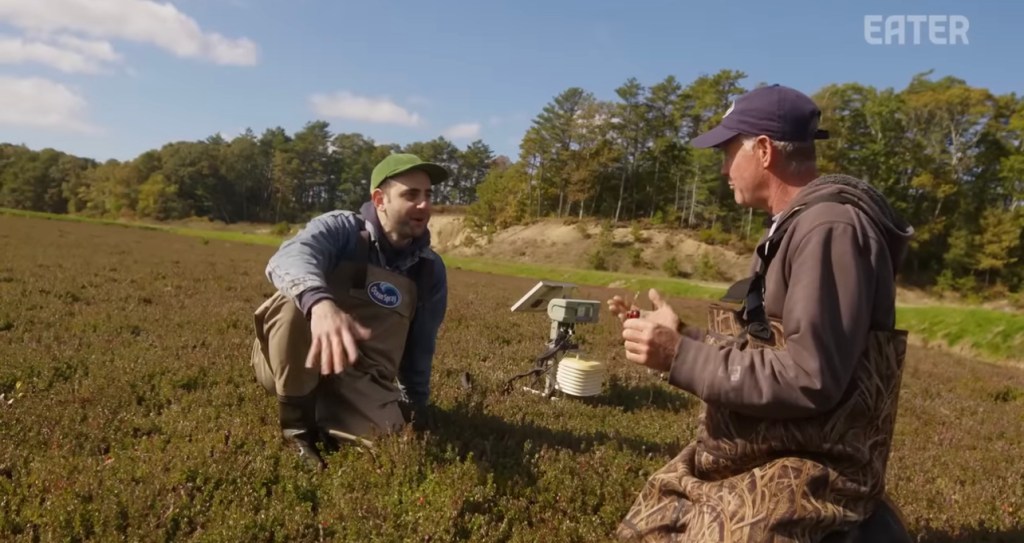 FOOD: EATER OCEAN SPRAY&nbsp;HARVESTING